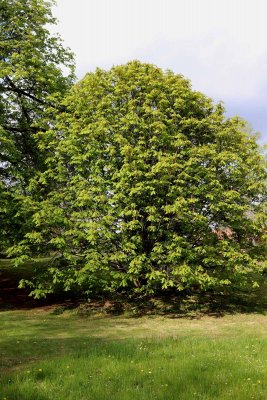 Aesculus hippocastanum - jírovec maďal - celek (41)